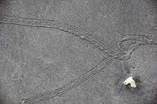 trails in the sand-AsiaPhotoStock