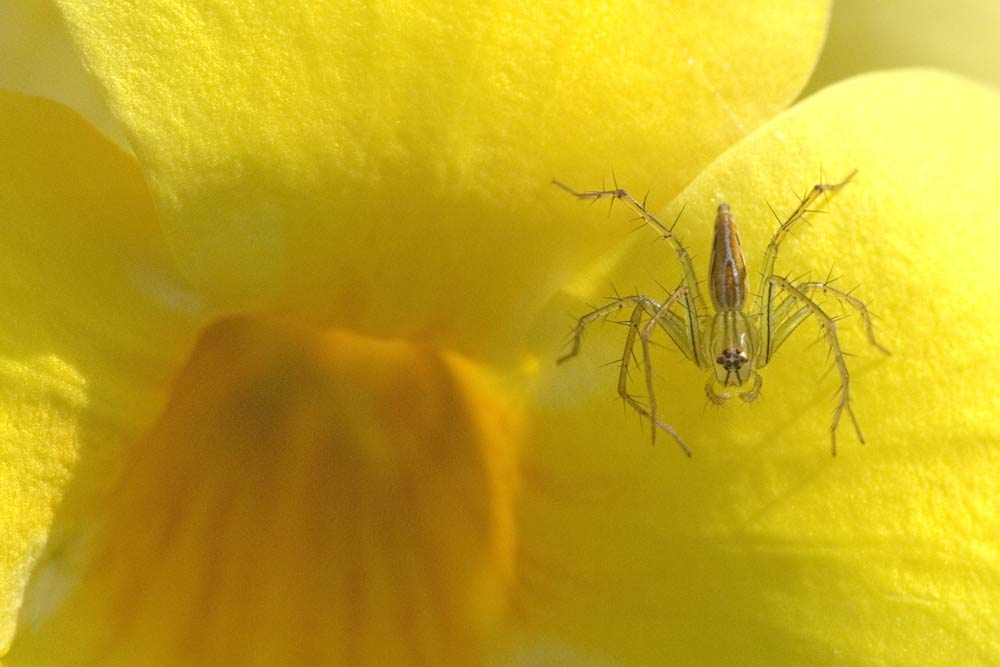 translucent spider-AsiaPhotoStock