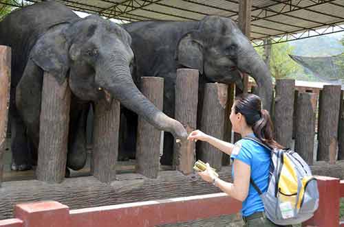 treats for elephant-AsiaPhotoStock