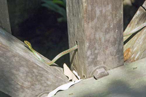 tree snake singapore-AsiaPhotoStock