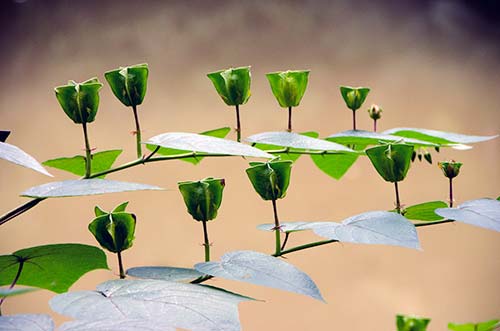 tree botanics-AsiaPhotoStock