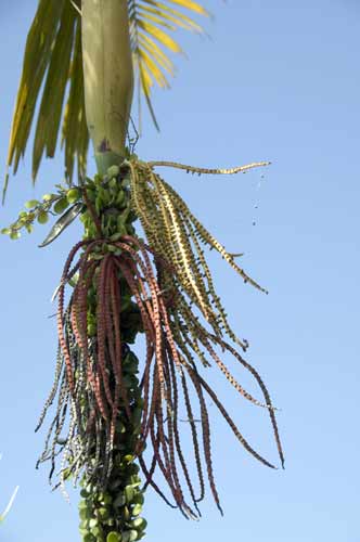 tree buds-AsiaPhotoStock