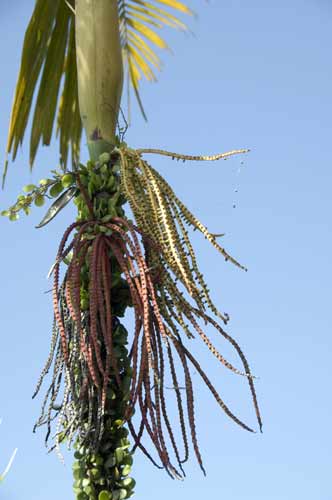 tree buds-AsiaPhotoStock