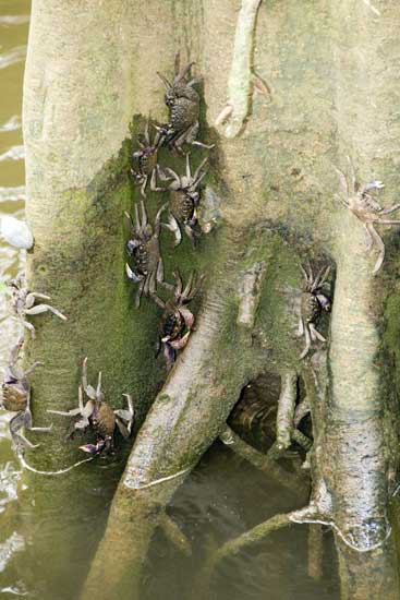 tree crabs-AsiaPhotoStock