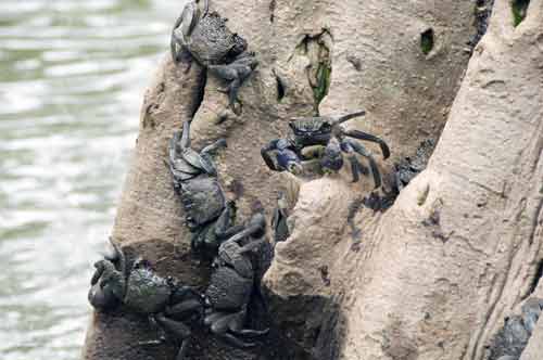 fierce tree crab-AsiaPhotoStock