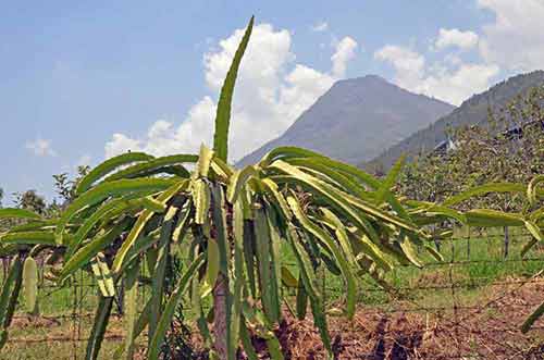 tree dragon fruit-AsiaPhotoStock