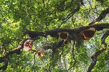 tree honey-AsiaPhotoStock