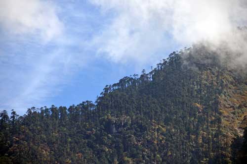 tree line-AsiaPhotoStock