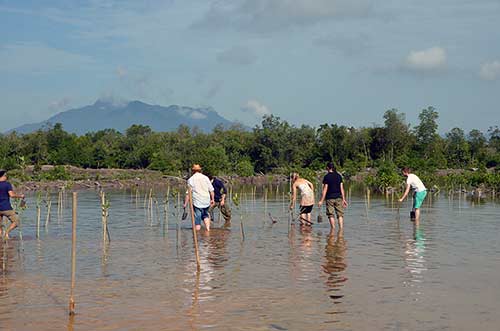 tree planting rwmf-AsiaPhotoStock