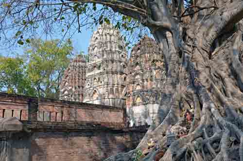 tree wat si sawai-AsiaPhotoStock