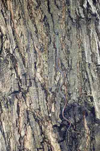 baby paradise tree snake-AsiaPhotoStock