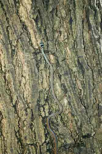 tree snakes-AsiaPhotoStock