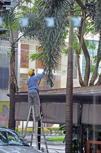 tree trim-AsiaPhotoStock