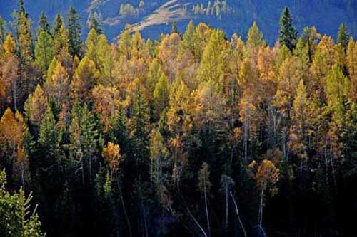 fir trees autumn-AsiaPhotoStock