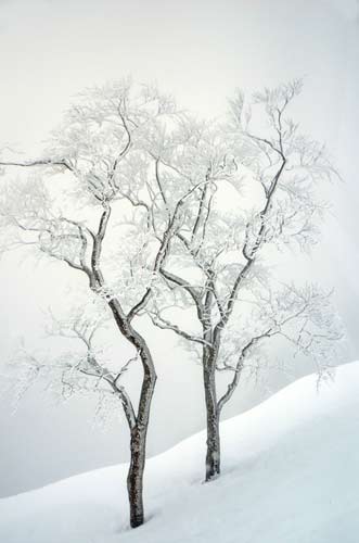 trees japan-AsiaPhotoStock