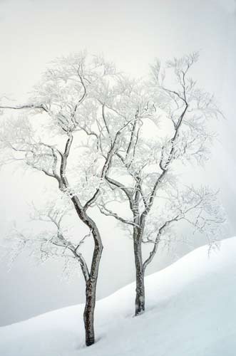 trees japan-AsiaPhotoStock