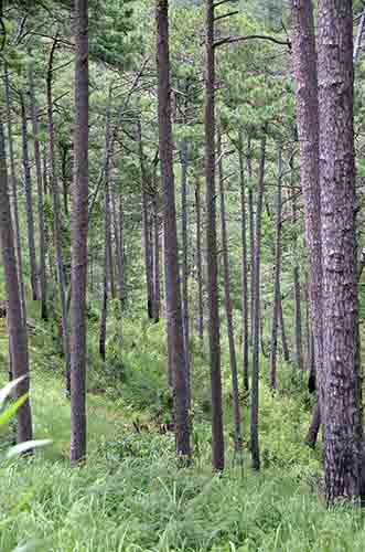 trees near dalat-AsiaPhotoStock