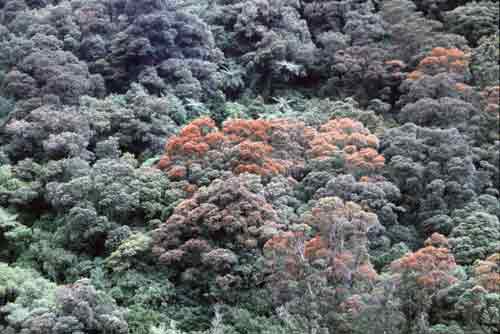 new zealand trees-AsiaPhotoStock