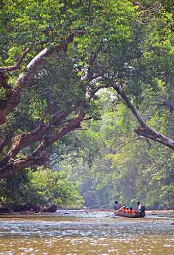 trees canopy-AsiaPhotoStock