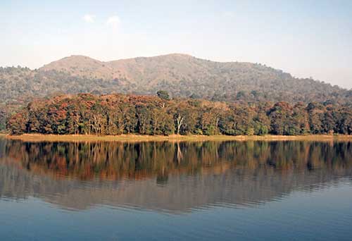 trees periyar-AsiaPhotoStock