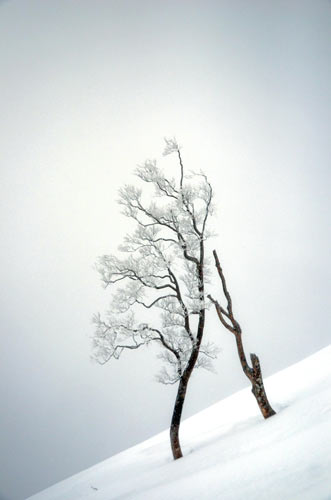 trees snow japan-AsiaPhotoStock