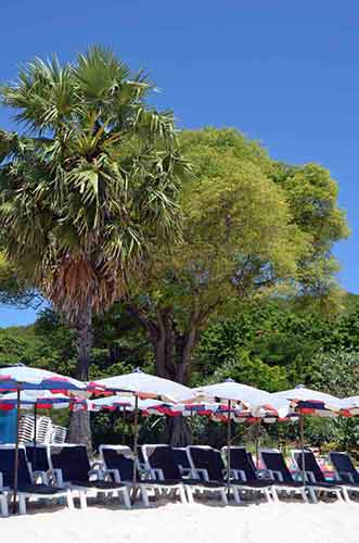 trees umbrellas-AsiaPhotoStock