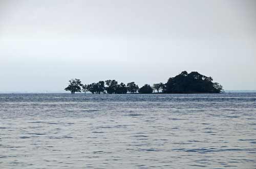 trees in water-AsiaPhotoStock