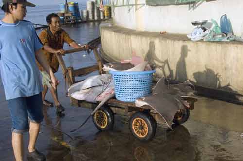 sting rays to market-AsiaPhotoStock