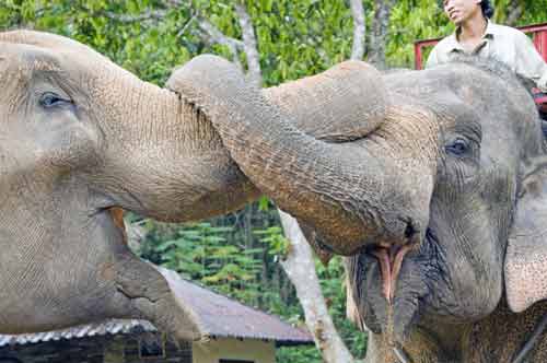 trunks entwined-AsiaPhotoStock