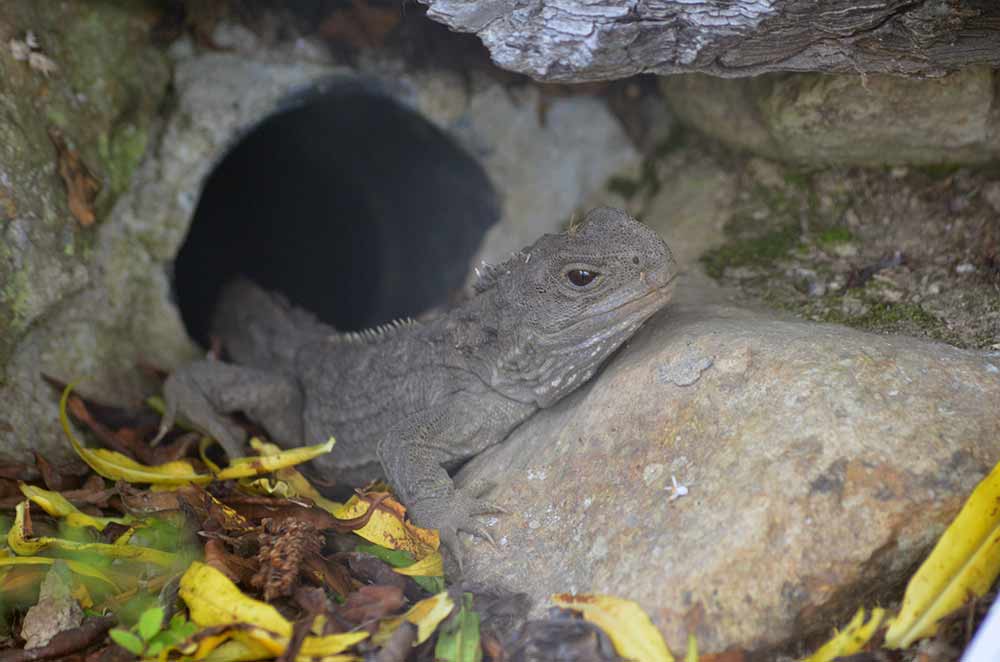 tuatara-AsiaPhotoStock