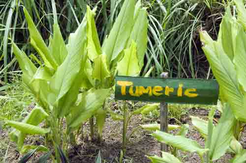 tumeric-AsiaPhotoStock