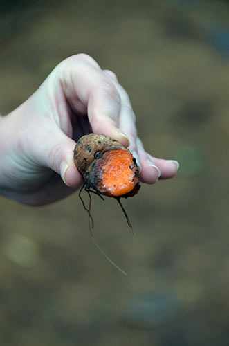 tumeric spice-AsiaPhotoStock