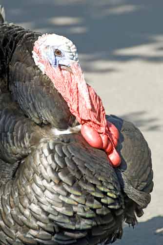 turkey-AsiaPhotoStock