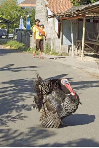 turkey street-AsiaPhotoStock