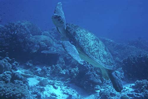 green turtles-AsiaPhotoStock