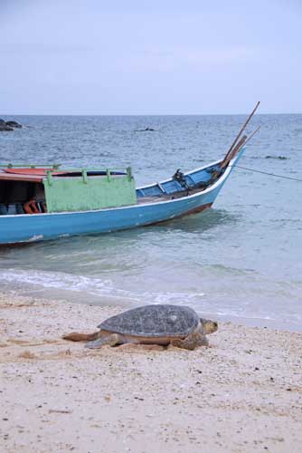 turtle beach-AsiaPhotoStock