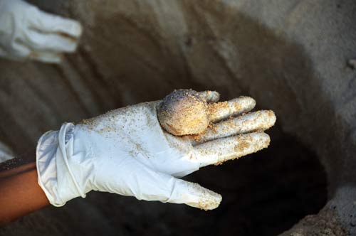 turtle egg in hand-AsiaPhotoStock