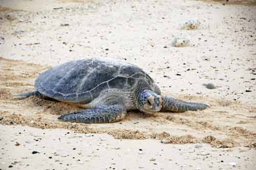 large green turtle-AsiaPhotoStock