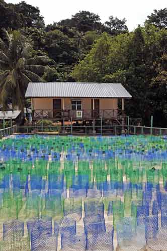 turtle hatchery-AsiaPhotoStock