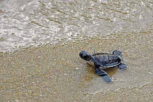 turtle heading to sea-AsiaPhotoStock