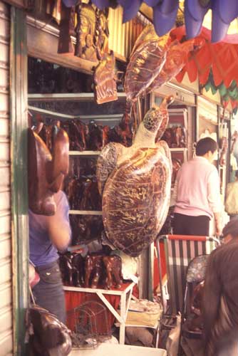 turtles in market-AsiaPhotoStock