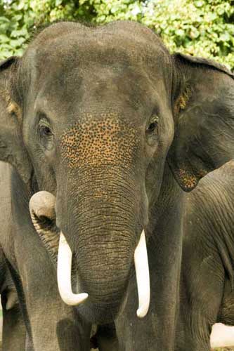 elephant tusks-AsiaPhotoStock