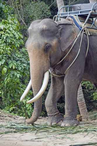 elephant with big tusks-AsiaPhotoStock