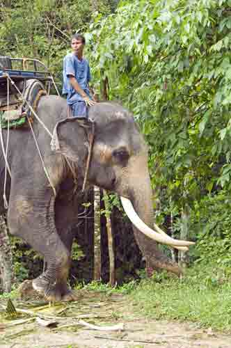 thai elephant tusks-AsiaPhotoStock