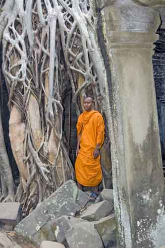 twisted roots-AsiaPhotoStock