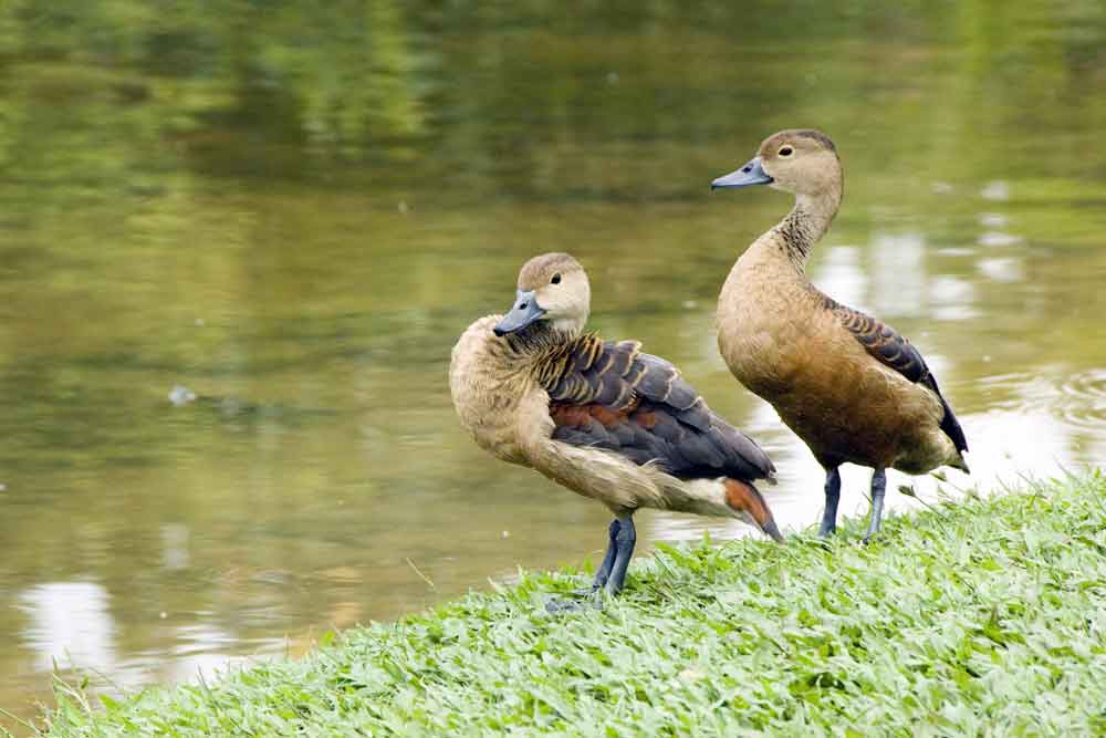 two whistler ducks-AsiaPhotoStock