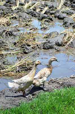 two ducks-AsiaPhotoStock