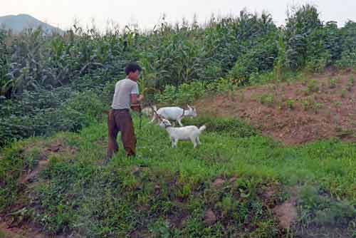 two goats-AsiaPhotoStock