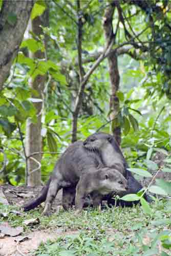 two otters sungei buloh-AsiaPhotoStock