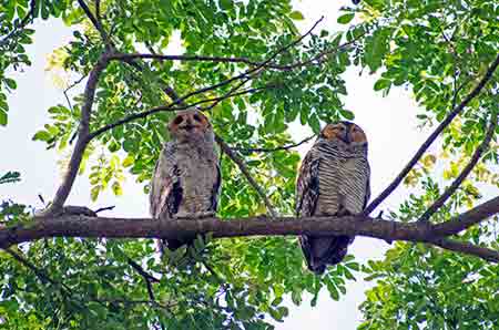 two owls-AsiaPhotoStock